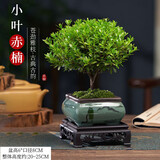 花翁老桩植物绿植盆栽紫檀花卉小叶赤楠盆景+四方山水盆+底座源头直发