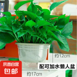 绿萝盆栽室内客厅绿植花卉 家用净化空气绿箩植物吸除甲醛吊兰 高26CM【自吸水盆】4盆