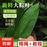 粽子叶棕叶新鲜大号新叶包粽子专用的叶子端午节便宜批发粽叶大号 大号[8-12cm]粽叶100片(送线团)