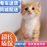 舒腾中华田园小猫咪活体田园猫宠物家养猫咪橘猫幼猫活体土猫狸花猫咪 田园级 橘猫 公（幼猫两个月左右）