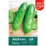 北蔬 黄瓜种子苗强雌旱黄瓜摘不败四季蔬菜种籽 海吉亚秋黄瓜种子40粒