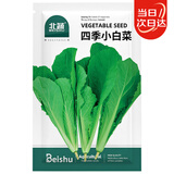 北蔬 小白菜种子苗夏秋四季阳台速生青菜蔬菜籽 四季小白菜种子2000粒