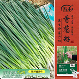 寿禾 小香葱种子种苗四季家庭种植蔬菜种籽 潍育玉条农家葱种子2000粒