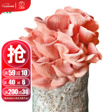 大禹蘑菇种植包玉米平菇芯菌包家庭种植香菇菌菇种子可食用菌种包菌棒 红平菇菌包1个约2斤
