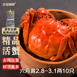 【活蟹】漁家师傅大闸蟹六月黄2.8-3.1两10只去绳足重鲜活螃蟹现货生鲜礼盒源头直发