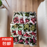 长寿花盆栽重瓣金狐狸大花带花苞花苗 四季开花耐旱好养花卉植物 【随机色】买一送一2盆高约25cm 高约18-30cm