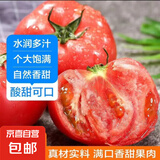 新鲜沙瓤大番茄生吃西红柿减肥减脂早餐即食新鲜蔬菜生鲜 试吃装 1斤