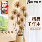 叹为观止 大型盆栽 单杆辫子发财树天堂鸟绿萝散尾葵办公室内开业乔迁礼品 老桩千年木1.6-1.8米【镁铌圆盆】 含盆