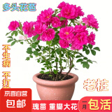 盆载植物食用玫瑰花苗大马士革玫瑰平阴玫瑰月季花苗四季开花浓香 10年老桩玫瑰主杆1.5cm粗高50-60cm 不含盆