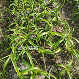 多年生虎眼万年青盆栽种球绿植海葱东北旱三奇长白山中草药可食用 虎眼万年青球茎2-3厘米2棵 裸根不带土不带叶发货