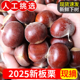 栗品优 2025下树生板栗新鲜带壳板栗 毛板栗子板粟 生鲜鲜栗子新鲜蔬菜 1斤尝鲜装