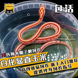 SMVP玉米蛇活物真蛇宠物蛇爬宠幼体翠青异宠白化蛇宠无毒黑王暴风雪盲 白化显直玉米蛇【苗】