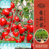寿禾 蔬菜苗活苗带土发货大全菜苗种苗春夏各种秧苗山东寿光苗子阳台 甜心8号番茄苗 6棵