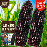 北蔬 黑甜糯玉米种子苗大棒可生食四季苞米种籽 昕糯9102玉米种子100g