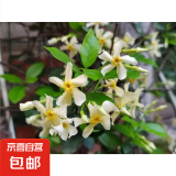 风车茉莉爬藤植物垂丝络石藤四季开花苗室内阳台常青绿植花卉盆栽 黄色风车茉莉80-1米高
