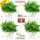 小冤家绿萝盆栽室内花卉绿植绿箩水养花卉盆景桌面办公客厅水培大叶绿色 180#枫叶绿萝吸水盆【四盆】肥料2包