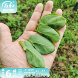 寿禾 大荚荷兰豆种子豌豆尖龙须菜菜豌豆弯豆种家庭秋季蔬菜籽种籽 肥仔三号无须豌豆苗种子 100g