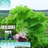 寿禾 生菜种子四季播紫色夏秋蔬菜莱种紫叶家庭种寿光菜籽叶菜种籽 绿罗莎生菜种子30g（10gx3包）
