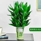 四季招财好运旺宅水培观音竹富贵水竹客厅室内办公盆栽绿植除甲醛 观音竹3支（活动款简易杯） 观音竹高度25-35厘米