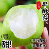 陕西早酥梨梨子新鲜水果当季脆梨时令整箱 精选5.5-5斤【脆甜多汁】净4.5斤 新鲜采摘
