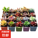 多肉植物盆栽绿植花卉室内玉露钱串红宝石书桌摆件玫瑰 15颗多肉随机+15个小盆+营养土 图片文字有说明