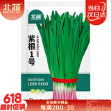 北蔬 韭菜种子苗宽叶紫红根独根红四季蔬菜籽 紫根1号种子100g(大袋)