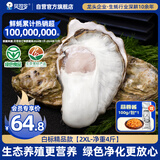 贝司令（BEISILING）【鲜活】乳山生态生蚝牡蛎贝类烧烤源头直发2XL净重4斤 海鲜水产