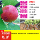 无花果树苗格莱斯波姬红无花果苗庭院阳台盆栽地栽果树苗南北方种 大红心5年苗当年结果