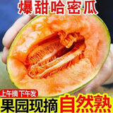 【头茬-爆甜】正宗山东哈蜜瓜 新鲜现摘现发整箱孕妇水果 9斤(净重8.5斤)3-5个 精选装