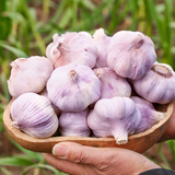 康田汇 陕西2025干新鲜感大蒜现挖新蒜紫皮大蒜批发鲜蒜红皮蒜干蒜 2-2.5斤单果4-5CMM净1.6斤 自有农场