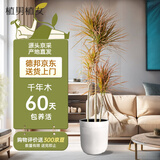 植男植女七彩铁千年木室内大盆栽办公室大型植物好养龙血树源头直发