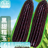 寿禾 超甜水果玉米种子大全紫糯黑甜糯可生食粘甜种孑秋季寿光蔬菜 【黑甜糯】昕糯9102玉米种子50g