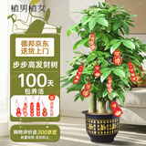 植男植女发财树步步高盆栽客厅室内大型绿色植物办公室乔迁开业源头直发