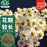 寿禾 花种子苗雏菊四季种植菊花种籽 潍育黄莺洋(甘)干菊种子2000粒