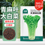 北蔬 青麻叶白菜种子苗直筒长白菜夏秋季菜种籽 天津绿白菜种子2000粒