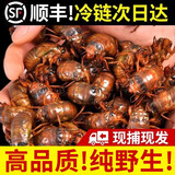 2025新鲜知了猴肉禽菜肴活体金蝉鲜冻蚕大个蝉蛹龟知了爬叉猴特产 【京选中号金蝉】50只现抓现发