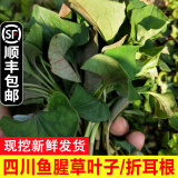 辰实【发顺丰】鱼腥草新鲜 折耳根叶子 侧耳根节节根蔬菜现挖发 3斤四川鱼腥草叶子