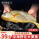 朵芙大黄花鱼 宁德深海捕捞大黄鱼新鲜活冷冻黄鱼鲞海鲜节日礼盒礼品 深海黄花鱼2斤*2条