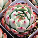 多肉植物自选套餐系列组合搭配花卉盆栽绿植精品多肉新手入门 吉娃娃3-4厘米 送盆土