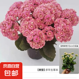 长寿花盆栽重瓣金狐狸大花带花苞花苗 四季开花耐旱好养花卉植物 【粉色】基地盆高约18cm 高约18-30cm