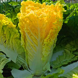 播种心情家庭种植蔬菜种子大全四季播种阳台盆栽农家庭院小菜园有机香菜菠 鸡蛋黄白菜种子2包