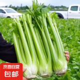 新鲜出土西芹大颗半叶绿色蔬菜榨汁专用甜脆嫩心时令蔬菜现割现发 4斤西芹实惠装