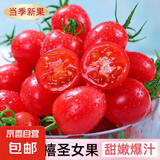 新鲜圣女果小西红柿小番茄新鲜蔬菜生鲜减肥减脂早餐沙拉现摘现发 囤货装 4斤 净重