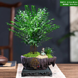 想开小叶紫檀盆景树桩植物老桩盆栽客厅桌面室内绿植好养树苗四季常青 丛林紫檀+静字盆【整套种好发货】 带盆栽好