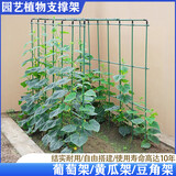 爬藤架葡萄架黄瓜豆角架种菜花支架庭院花卉植物支撑杆西红柿架杆 粗度8毫米长0.6米（3根）