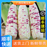 浍爷2025新鲜广西花糯玉米现摘当季整箱糯玉米苞谷嫩棒子蔬菜水果微甜 花糯玉米5斤【顺丰陆运】