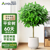 爱优尚平安树盆栽室内大型绿植客厅办公室落地大号大棵除甲醛源头直发
