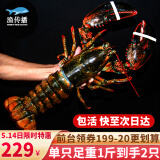 渔传播【活鲜】波士顿龙虾鲜活波龙1-1.2斤/只*2只 大虾 包活源头直发