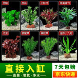 疯狂水草（FKSC）真水草鱼缸造景套餐净化水质懒人鱼缸水草植物直接入缸蜈蚣草 【火山石】新手造景适合20-40缸