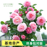 海蒂的花园旗舰店月季花卉盆栽小苗灌木蔷薇阳台观赏南北方四季可种原盆原土 海神王阳台15cm盆 含盆